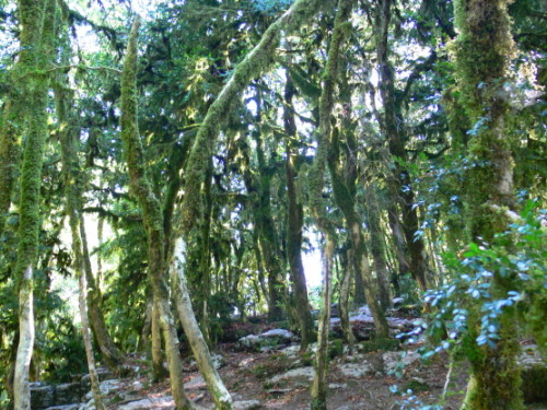 Russia Sochi Moss Forest