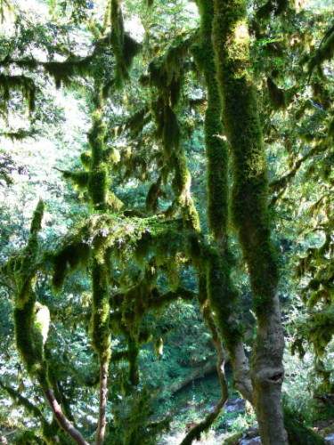Russia Sochi Moss Forest