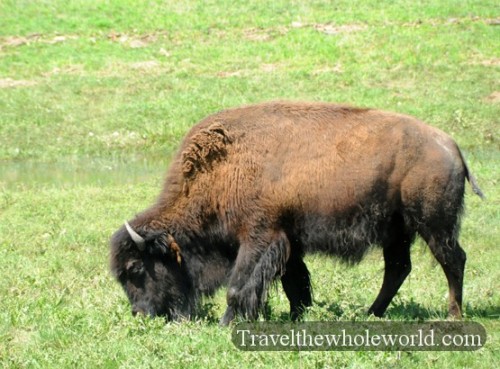 South Dakota Sioux Falls Buffalo