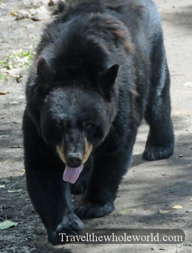 South Dakota Sioux Falls Grizzly Bear