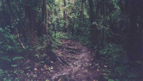 Tanzania Kilimanjaro Rainforest