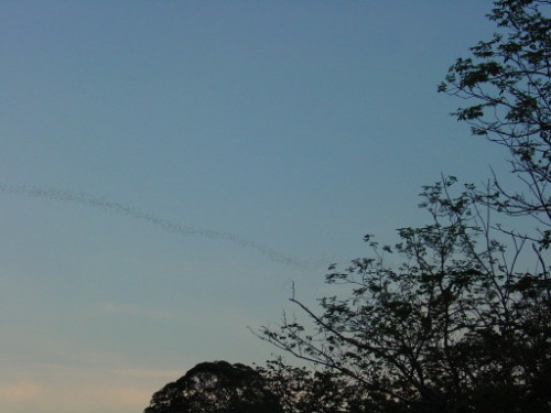 Thailand Bats
