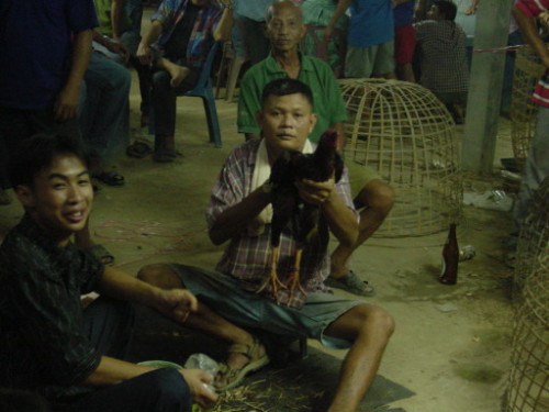 Thailand Chicken Fight