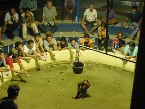 Thailand Chicken Fight 5