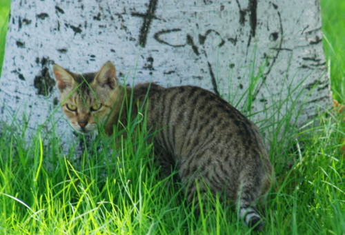 UAE_Al_Ain_Hili_Archaeological_Cat