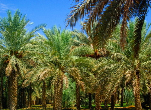 UAE Al Ain Oasis