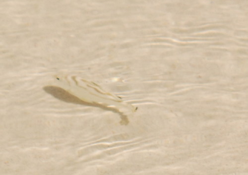 Dubai Camouflage Fish