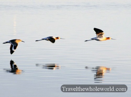 Utah-Salt-Lake-American-Avocets