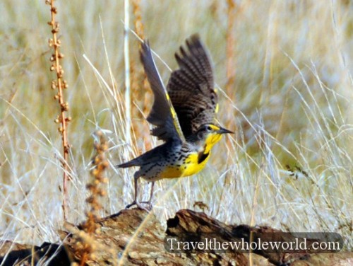 Utah Salt Lake Antelope Island Bird