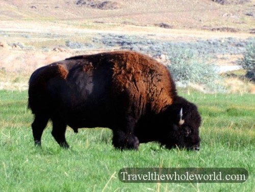 Utah Salt Lake Antelope Island Bison