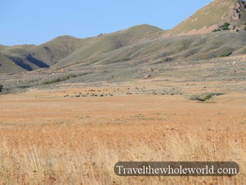 Utah Salt Lake Antelope Island Bison Heard