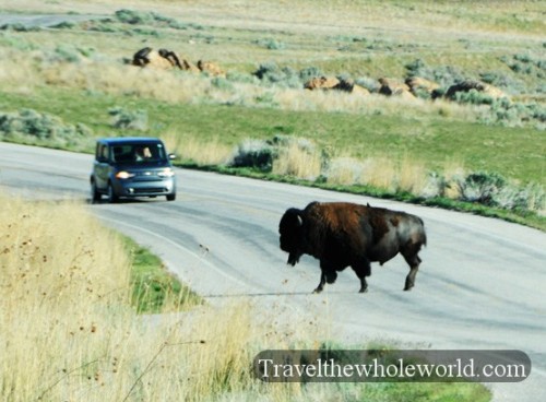 Utah Salt Lake Antelope Island Bison Crossing