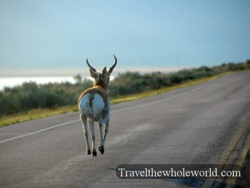 Utah Salt Lake Antelope Island Silly Buck
