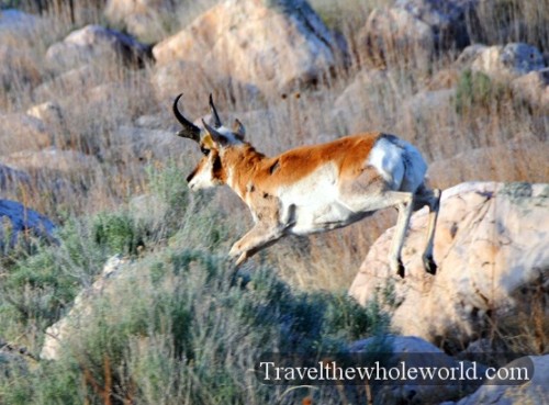 Utah Salt Lake Antelope Island Running