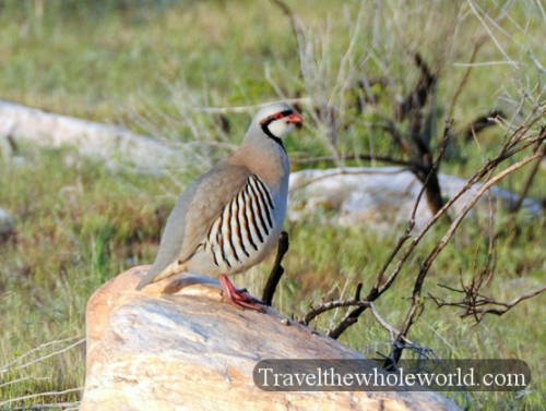 Utah Salt Lake Antelope Island Chukar