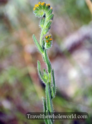 Utah Salt Lake Antelope Island Plant