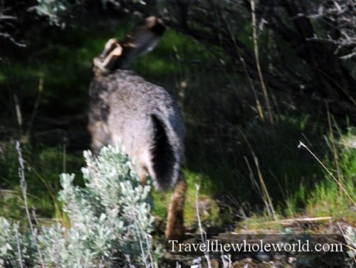 Utah Salt Lake Antelope Island Rabbit