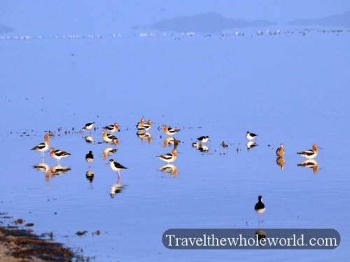 Utah Salt Lake Antelope Island Birds