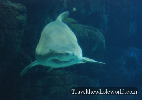 Virginia Beach Aquarium Shark