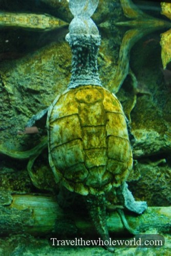 Virginia Beach Aquarium Snapping Turtle
