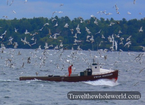 Wisconsin Apostle Islands Gulls