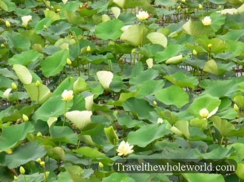 Wisconsin Lily Pads