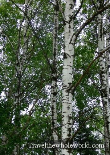Wisconsin Nicolet Trees