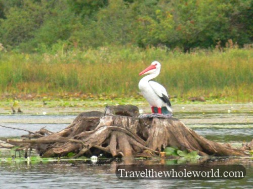 Wisconsin Pelican
