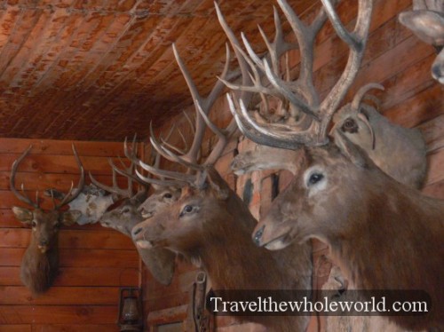 Wyoming Cody Deer Heads
