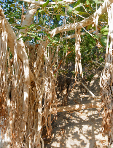 Yemen Aden Plant Tree Roots