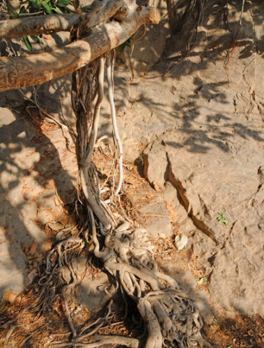 Yemen Aden Plant Tree Roots