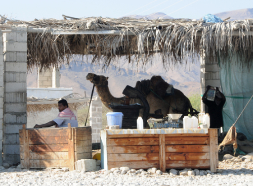 Yemen Central Camel