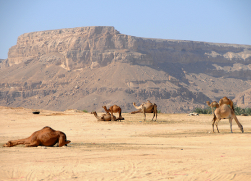 Yemen Central Camels