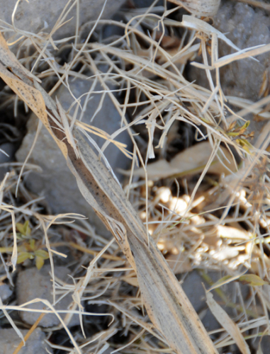 Yemen Grasshopper