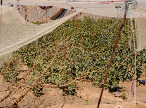Yemen Khat