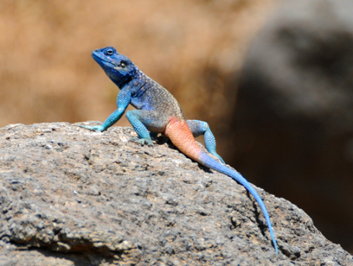 Yemen Lizard