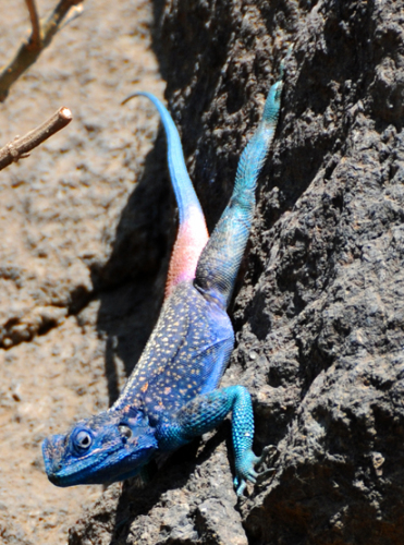 Yemen-Lizard