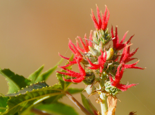 Yemen Plant Bud