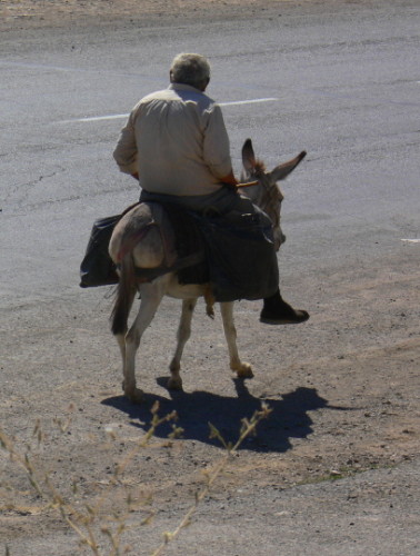 Armenia Donkey