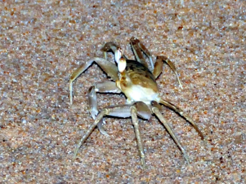 Benin Beach Crab