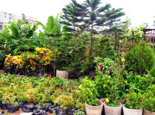 Benin Cotonou Nursery