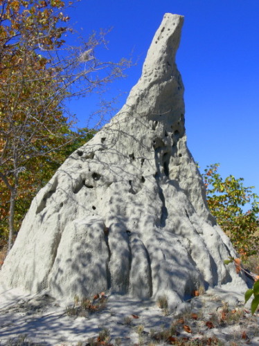 Botswana Termite Mound