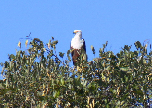 Botswana Okavango Eagle