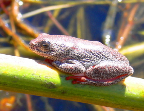 Botswana Okavango Bell Frog