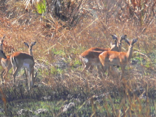 Botswana Okavango Gazelle