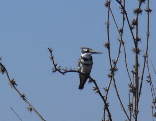 Botswana Okavango Kingfisher