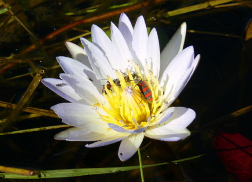 Botswana Okavango Lily