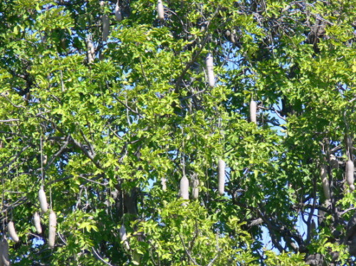 Botswana Okavango Sausage Tree