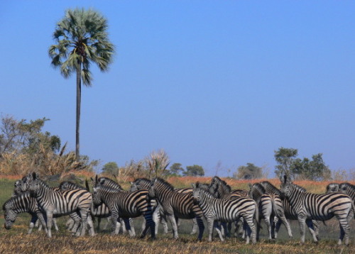 Botswana Okavango Zebras