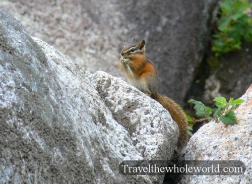 Canada Chipmunk
